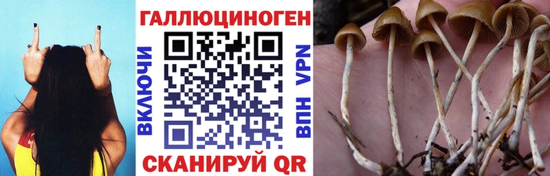 Галлюциногенные грибы прущие грибы  Медынь 